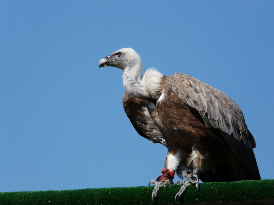 Burung sayap langit laut
