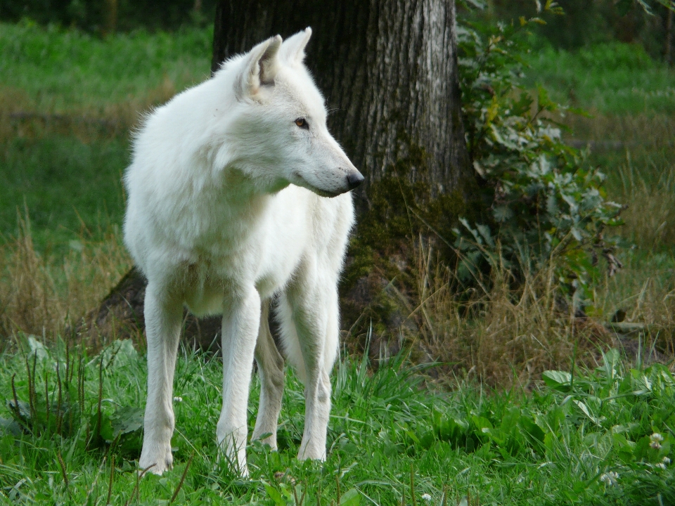 Nature blanc chien mammifère