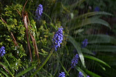 Water nature forest grass Photo