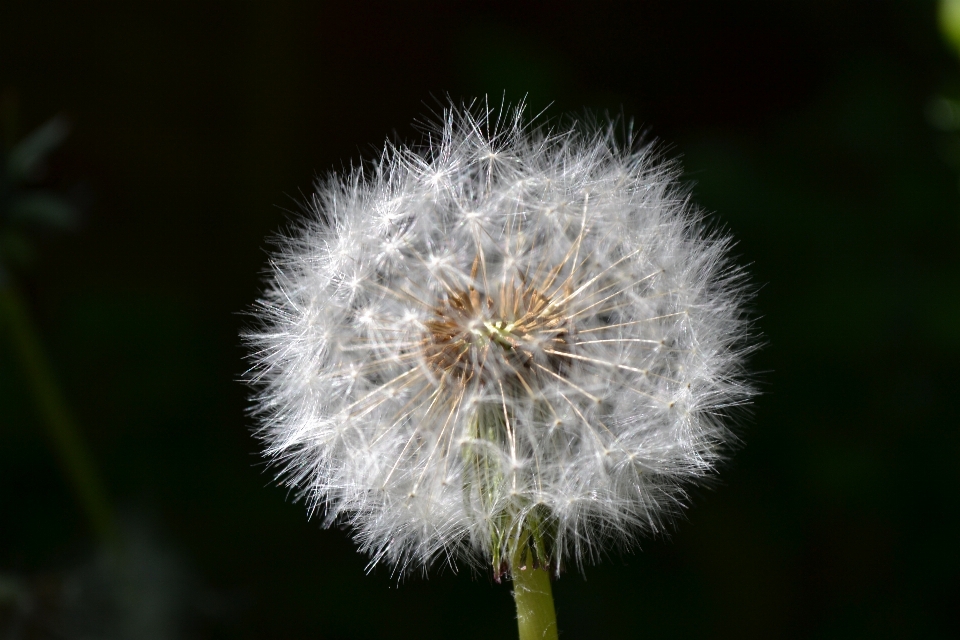 Natura erba pianta fotografia