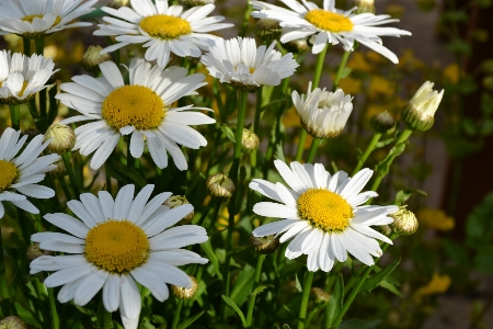 Nature growth plant white Photo