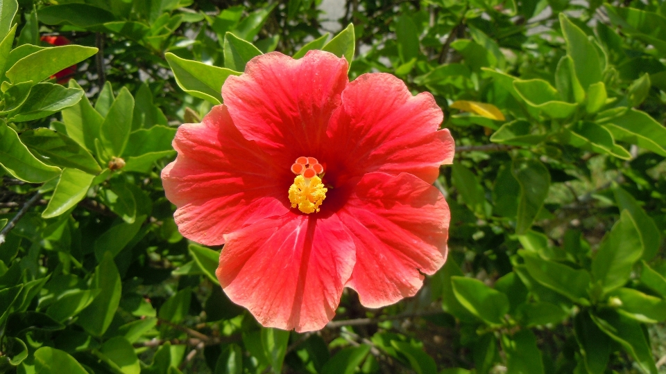 自然 植物 花 花弁