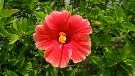 Nature plant flower petal Photo