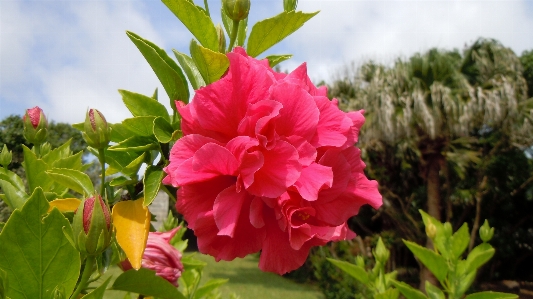 花 植物 フローラル 緑 写真