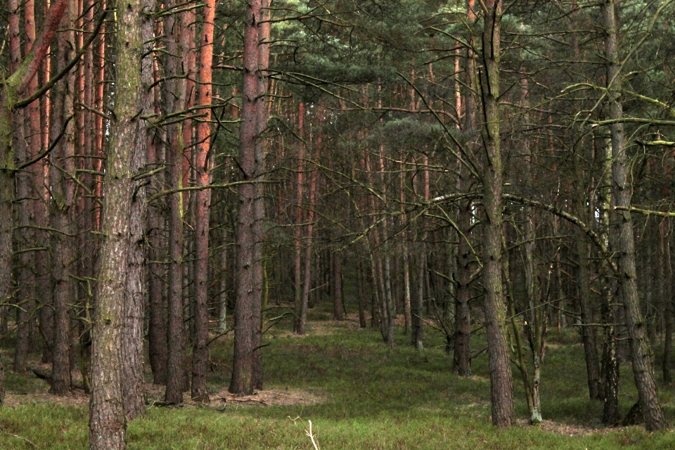 Tree nature forest wilderness