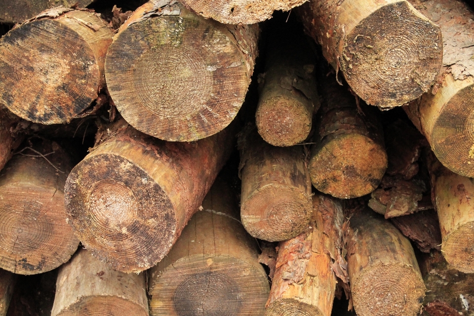 Baum holz stamm produzieren