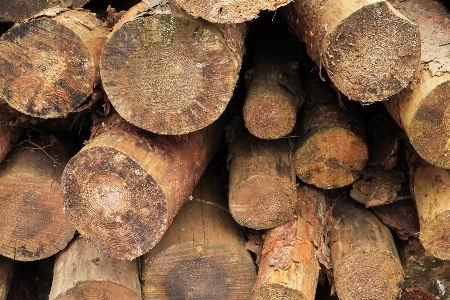 Tree wood trunk produce Photo