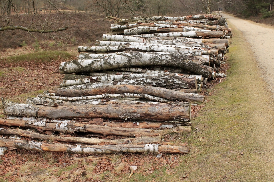 Arbre rock usine bois