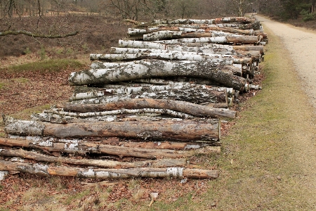 Tree rock plant wood Photo