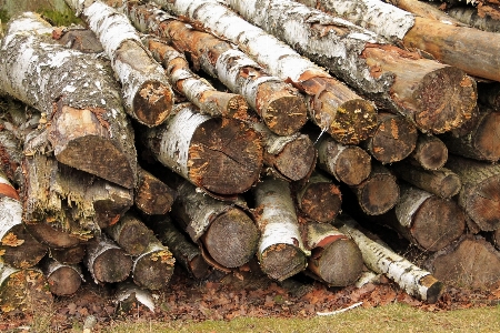 Tree wood trunk birch Photo