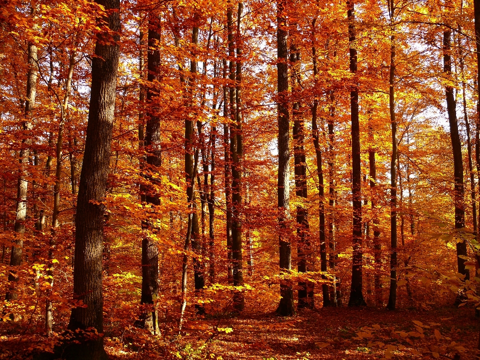 Landscape tree forest branch