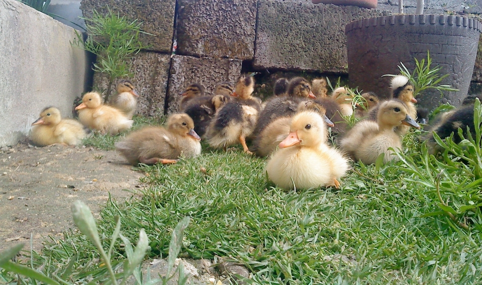 Grass bird group lawn