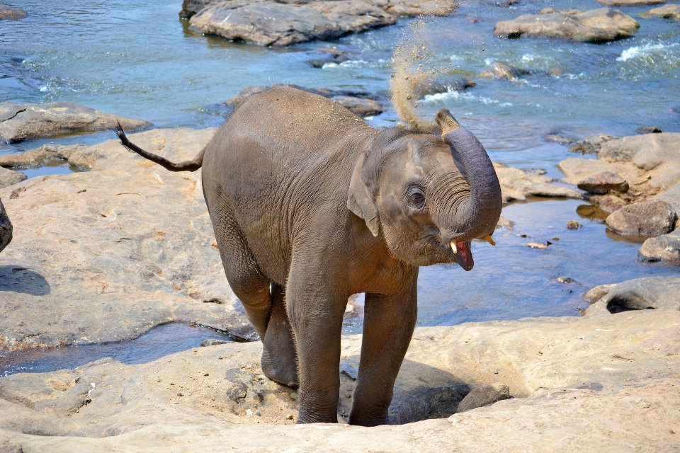 Rzeka dzikiej przyrody ogród zoologiczny ssak