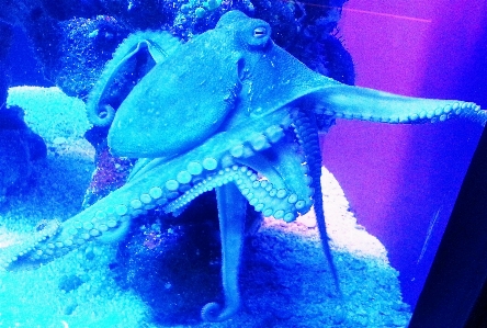 海 水 海洋 動物 写真