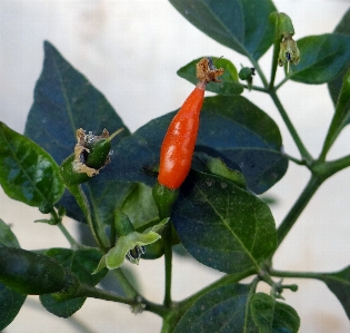 Plant flower ripe food Photo