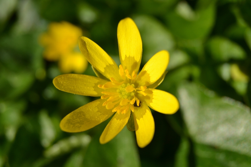 Nature blossom plant flower