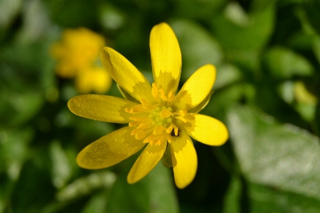 Nature blossom plant flower Photo