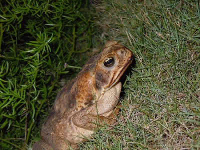 Grass swamp animal cute Photo