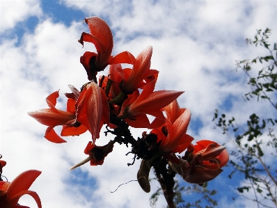 Tree nature branch blossom Photo