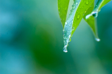 Water nature grass branch Photo