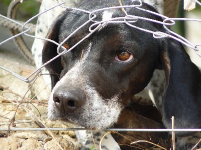 Fence view dog animal Photo