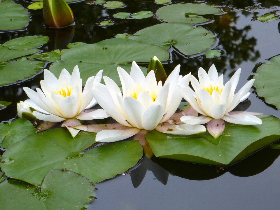 Blossom plant white flower