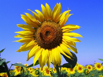 Nature plant sky field Photo