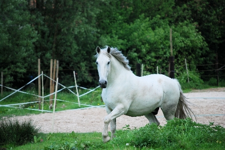 White pasture grazing horse Photo