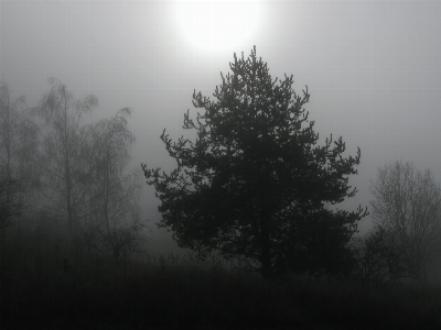 Foto Pohon alam hutan cabang