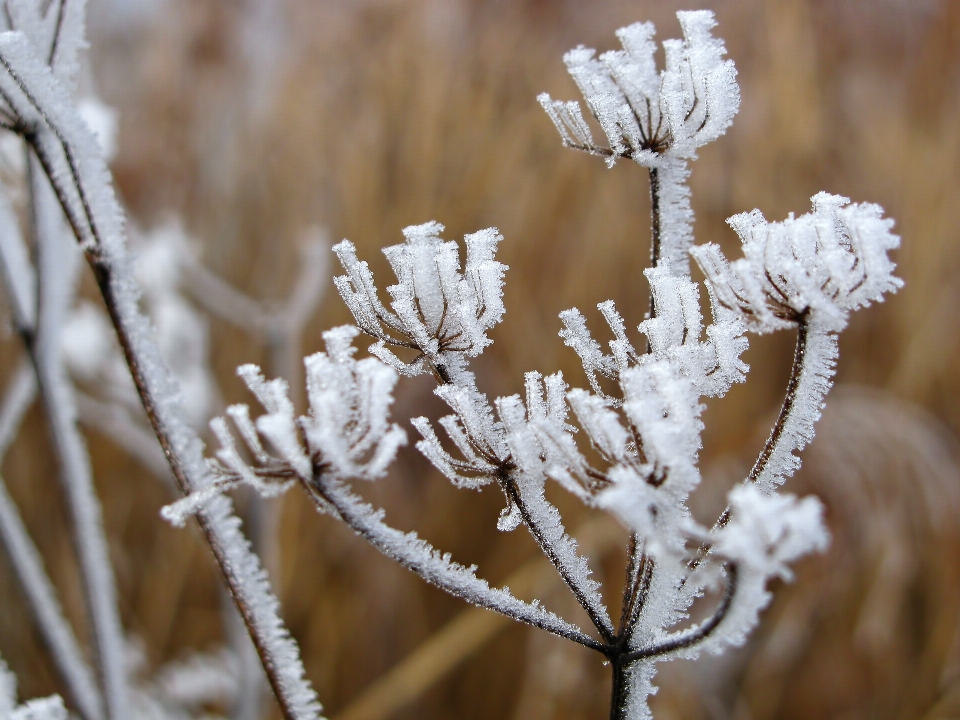 Albero natura ramo nevicare