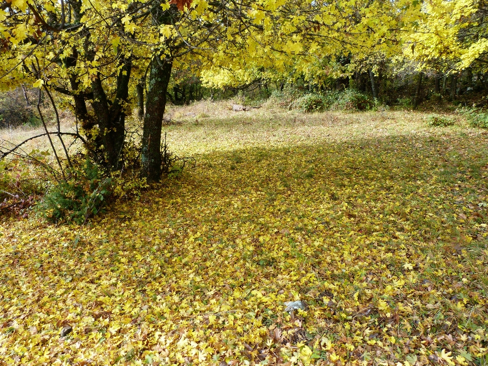 Albero natura erba pianta