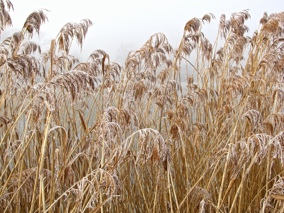 Nature grass cold winter