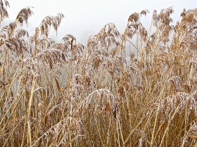 Nature grass cold winter Photo