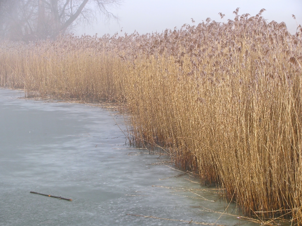 Natur gras sumpf
 kalt