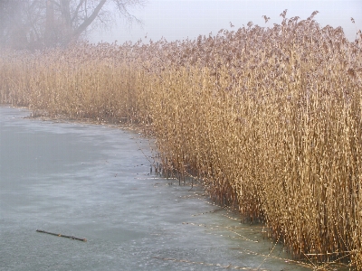 Nature grass marsh cold Photo