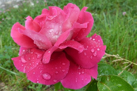 Nature blossom plant flower Photo