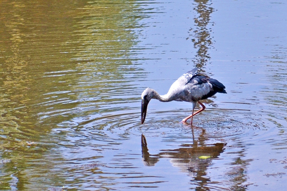 Agua pájaro río fauna silvestre