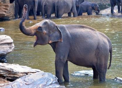 野生動物 動物園 哺乳類 fauna 写真