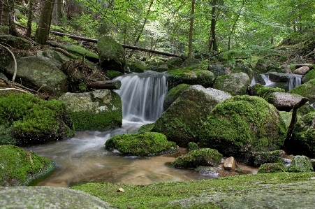 Tree water nature forest Photo