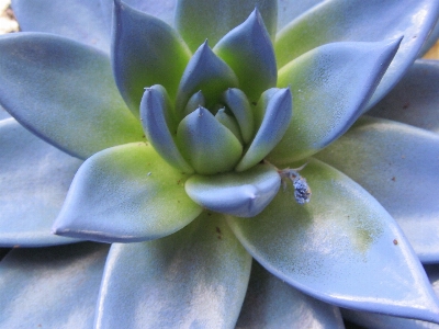 自然 花 植物 花弁 写真