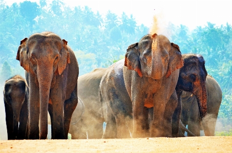 Adventure wildlife herd dust Photo