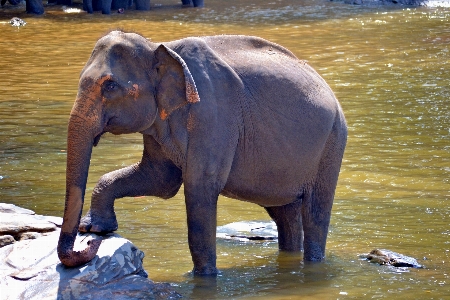 Wildlife zoo mammal fauna Photo