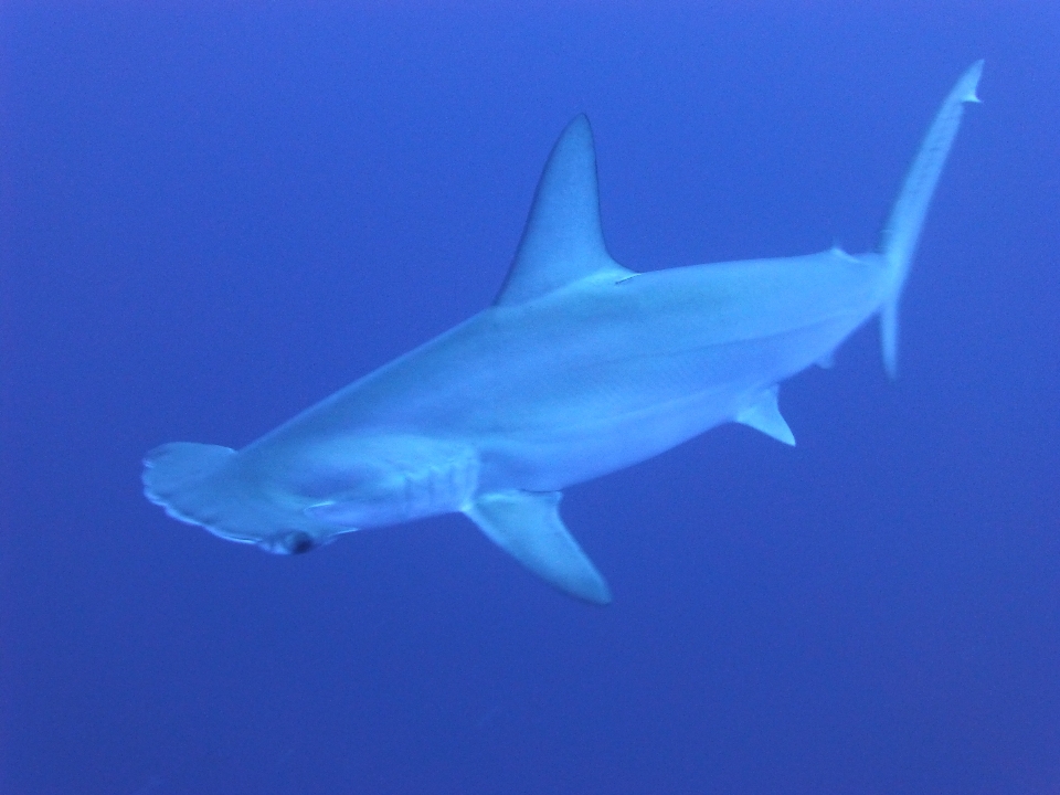 Mar océano buceo submarino