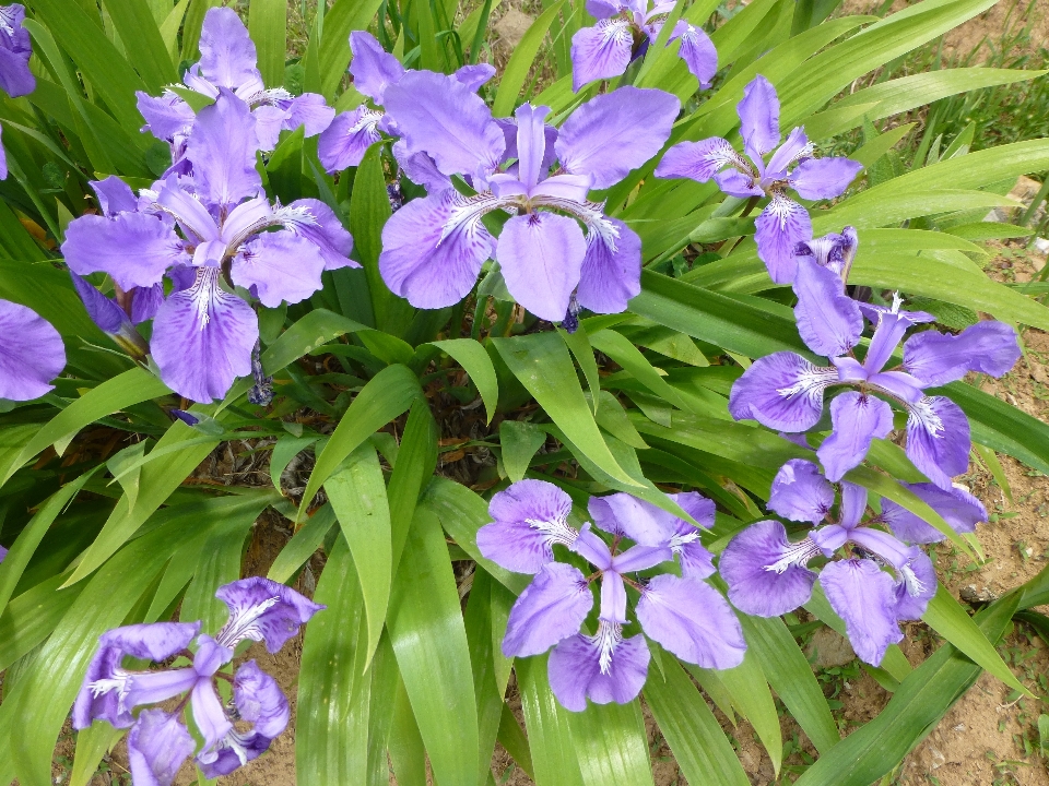 生长 植物 花 紫色的