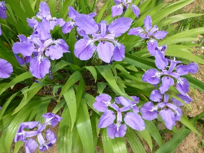 Growth plant flower purple Photo