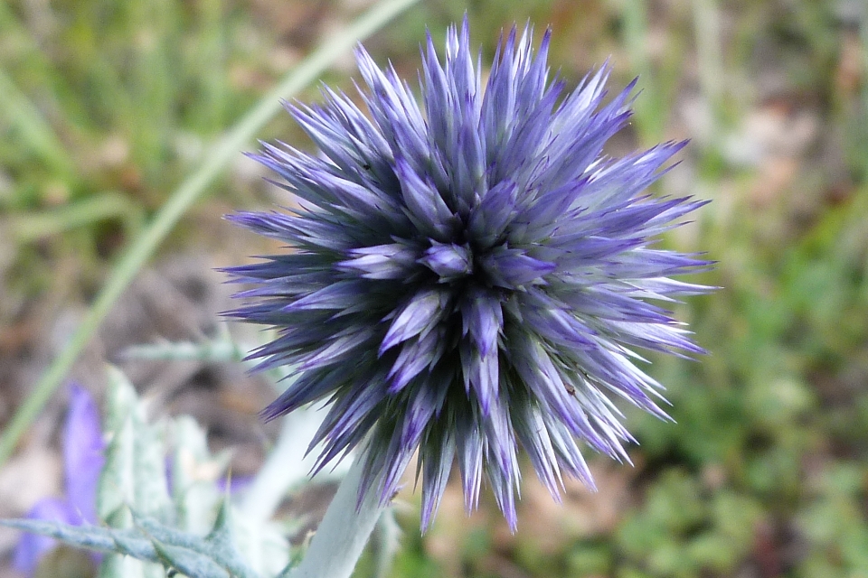 Natur anlage blume blütenblatt