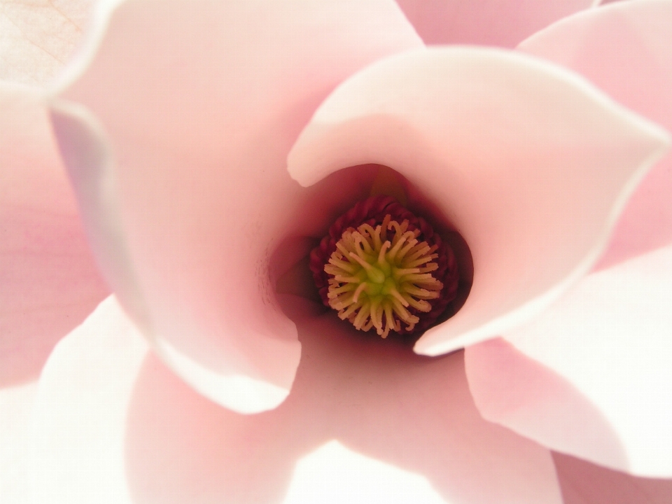 Natur blüte anlage weiss