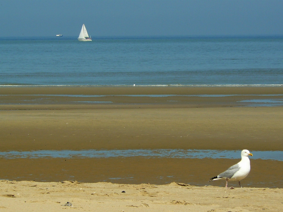 Beach landscape sea coast