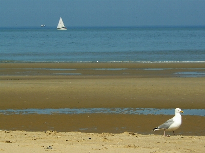 Beach landscape sea coast Photo