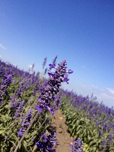 Nature blossom growth plant Photo